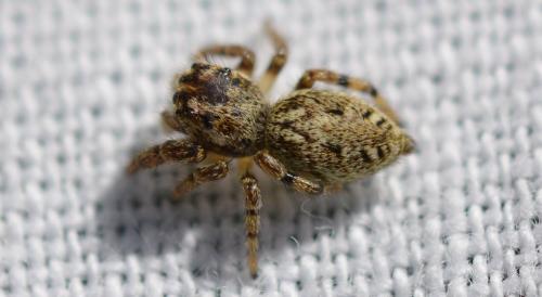 Macaroeris nidicolens